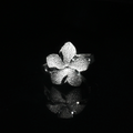 Large Single Hibiscus Ring